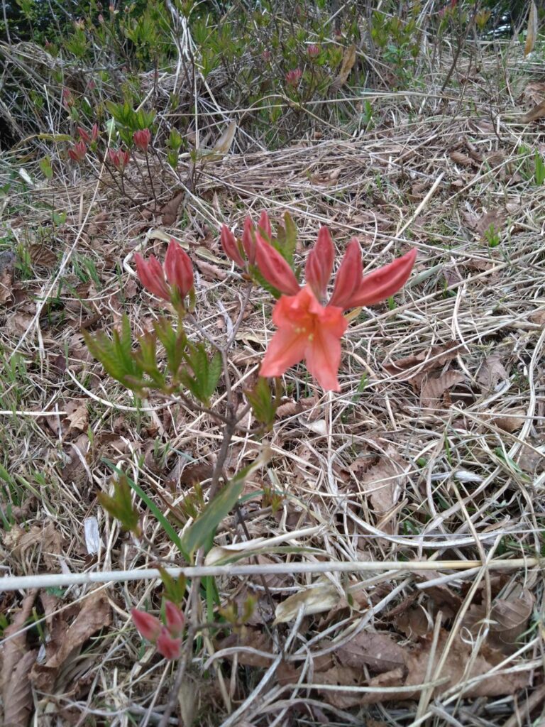 レンゲツツジ
霧ヶ峰ツツジ