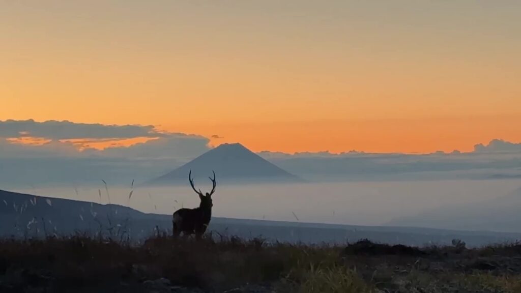 ビーナスライン 霧ヶ峰 富士山 鹿 朝焼け ビーナスライン秋