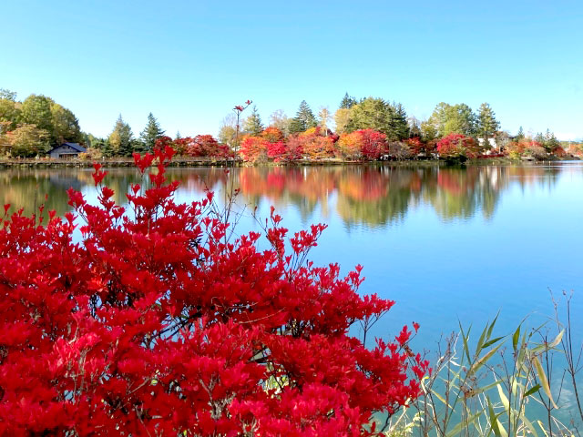 蓼科湖の紅葉と湖面の風景