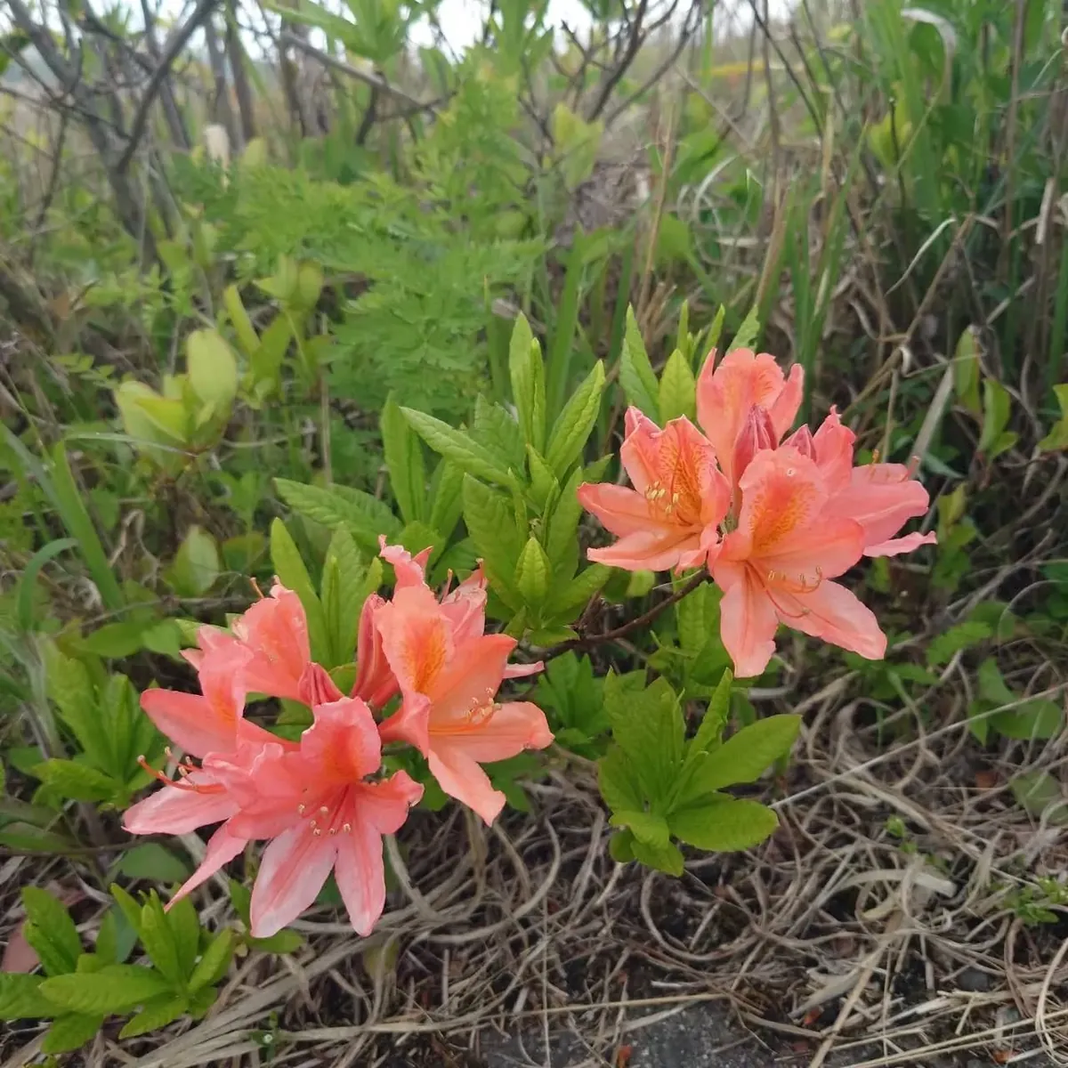 霧ヶ峰高原に咲くオレンジ色のレンゲツツジ
